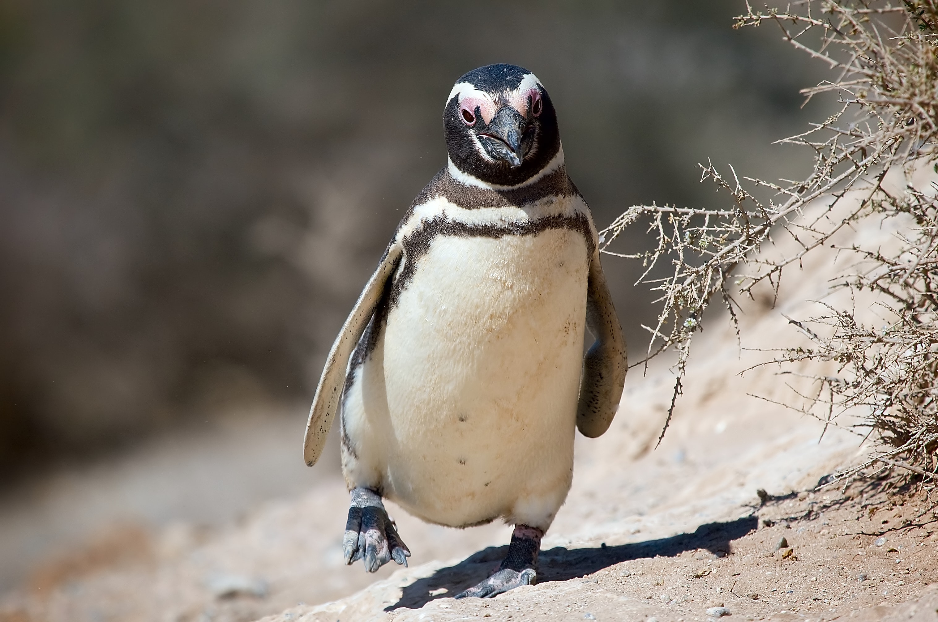 Aquarium: denuncian irregularidades y piden frenar el traslado de animales